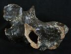 Woolly Rhinoceros Vertebra Bone - Late Pleistocene #3445-4